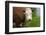 Idaho, Grangeville, White Faced Steer in Field-Terry Eggers-Framed Photographic Print