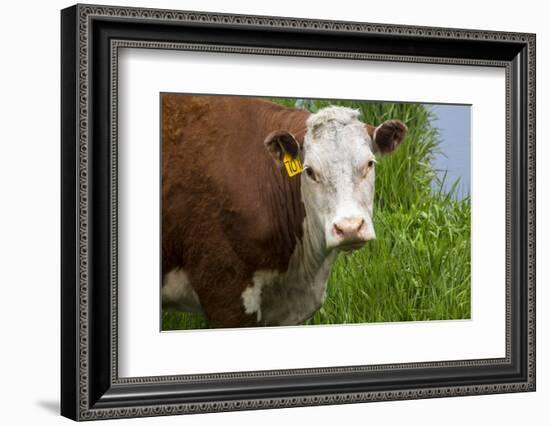 Idaho, Grangeville, White Faced Steer in Field-Terry Eggers-Framed Photographic Print