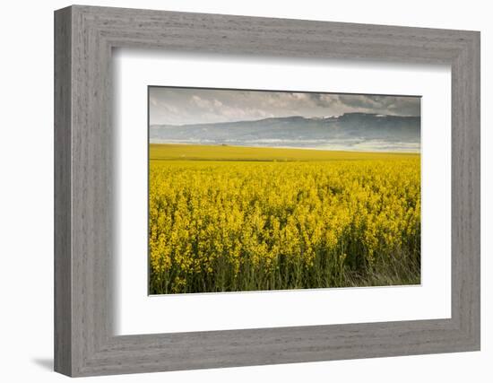 Idaho, Snake and Salmon River Basins, Wildflowers in Bloom-Alison Jones-Framed Photographic Print