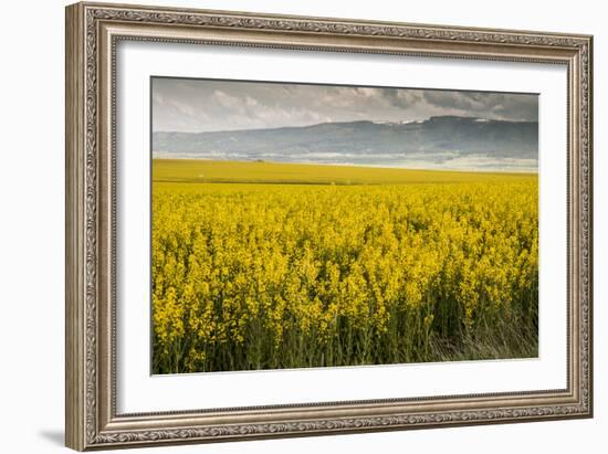 Idaho, Snake and Salmon River Basins, Wildflowers in Bloom-Alison Jones-Framed Photographic Print