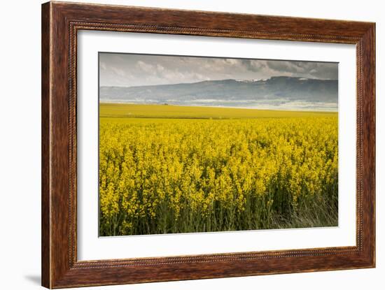 Idaho, Snake and Salmon River Basins, Wildflowers in Bloom-Alison Jones-Framed Photographic Print