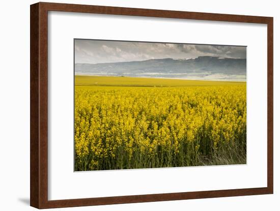 Idaho, Snake and Salmon River Basins, Wildflowers in Bloom-Alison Jones-Framed Photographic Print