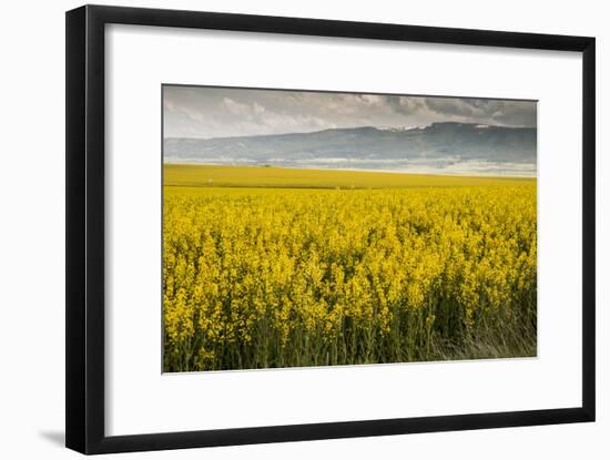Idaho, Snake and Salmon River Basins, Wildflowers in Bloom-Alison Jones-Framed Photographic Print