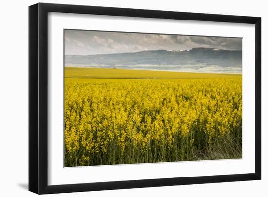 Idaho, Snake and Salmon River Basins, Wildflowers in Bloom-Alison Jones-Framed Photographic Print