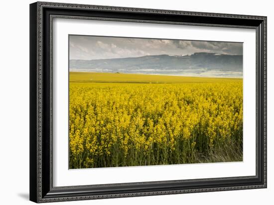 Idaho, Snake and Salmon River Basins, Wildflowers in Bloom-Alison Jones-Framed Photographic Print