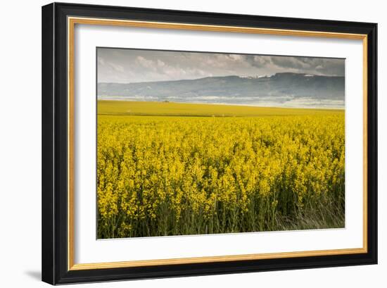 Idaho, Snake and Salmon River Basins, Wildflowers in Bloom-Alison Jones-Framed Photographic Print