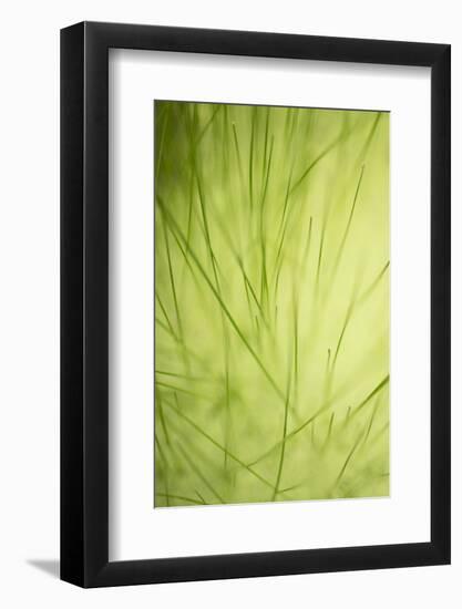 Idaho, USA. Grass detail along the edge of Squaw Creek.-Brent Bergherm-Framed Photographic Print