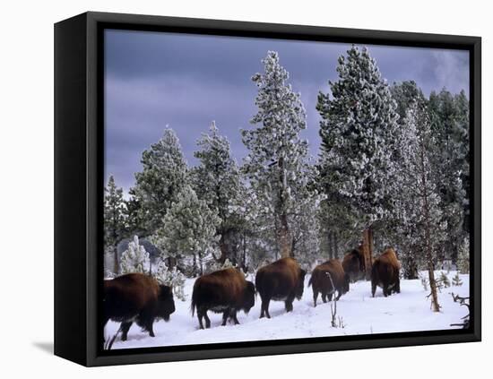 Idaho, Yellowstone National Park, Bison are the Largest Mammals in Yellowstone National Park, USA-Paul Harris-Framed Premier Image Canvas