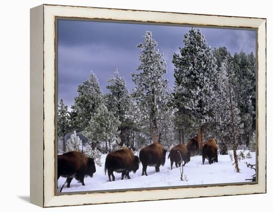 Idaho, Yellowstone National Park, Bison are the Largest Mammals in Yellowstone National Park, USA-Paul Harris-Framed Premier Image Canvas