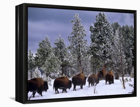 Idaho, Yellowstone National Park, Bison are the Largest Mammals in Yellowstone National Park, USA-Paul Harris-Framed Premier Image Canvas