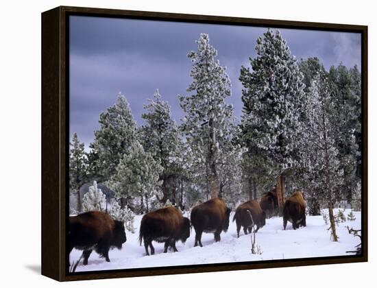 Idaho, Yellowstone National Park, Bison are the Largest Mammals in Yellowstone National Park, USA-Paul Harris-Framed Premier Image Canvas