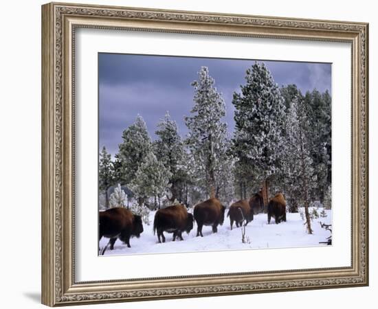 Idaho, Yellowstone National Park, Bison are the Largest Mammals in Yellowstone National Park, USA-Paul Harris-Framed Photographic Print