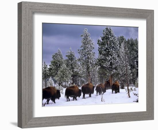 Idaho, Yellowstone National Park, Bison are the Largest Mammals in Yellowstone National Park, USA-Paul Harris-Framed Photographic Print