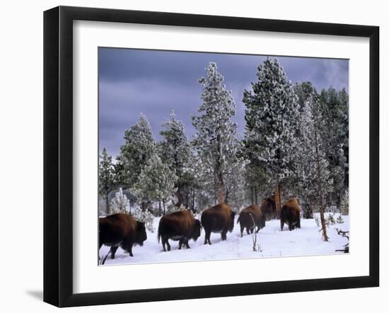 Idaho, Yellowstone National Park, Bison are the Largest Mammals in Yellowstone National Park, USA-Paul Harris-Framed Photographic Print