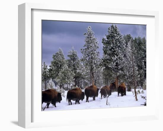 Idaho, Yellowstone National Park, Bison are the Largest Mammals in Yellowstone National Park, USA-Paul Harris-Framed Photographic Print