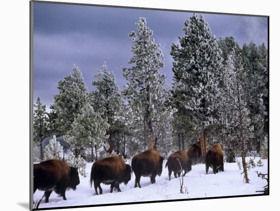 Idaho, Yellowstone National Park, Bison are the Largest Mammals in Yellowstone National Park, USA-Paul Harris-Mounted Photographic Print