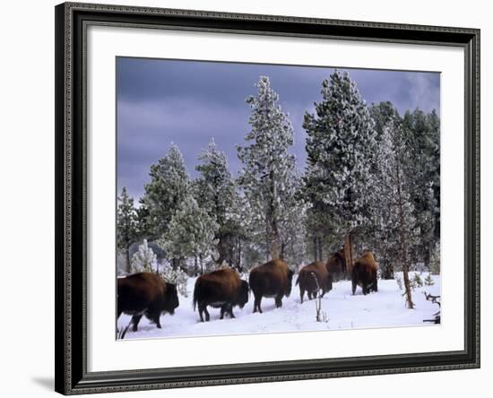 Idaho, Yellowstone National Park, Bison are the Largest Mammals in Yellowstone National Park, USA-Paul Harris-Framed Photographic Print