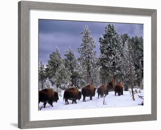 Idaho, Yellowstone National Park, Bison are the Largest Mammals in Yellowstone National Park, USA-Paul Harris-Framed Photographic Print