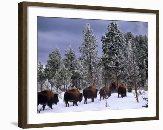 Idaho, Yellowstone National Park, Bison are the Largest Mammals in Yellowstone National Park, USA-Paul Harris-Framed Photographic Print