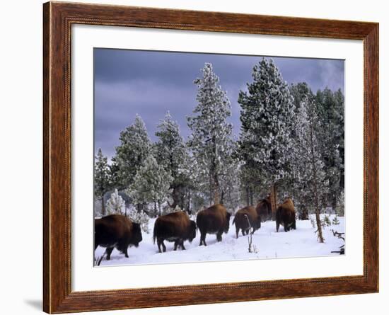 Idaho, Yellowstone National Park, Bison are the Largest Mammals in Yellowstone National Park, USA-Paul Harris-Framed Photographic Print