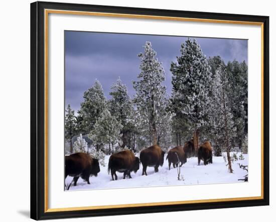 Idaho, Yellowstone National Park, Bison are the Largest Mammals in Yellowstone National Park, USA-Paul Harris-Framed Photographic Print