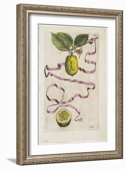 Idem Aurantium Limonis Effigle, from Hesperides, 1646-Giovanni Battista Ferrari-Framed Giclee Print