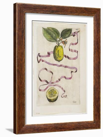 Idem Aurantium Limonis Effigle, from Hesperides, 1646-Giovanni Battista Ferrari-Framed Giclee Print