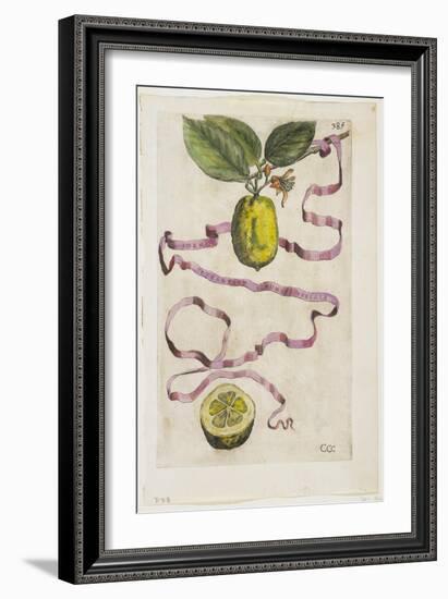 Idem Aurantium Limonis Effigle, from Hesperides, 1646-Giovanni Battista Ferrari-Framed Giclee Print