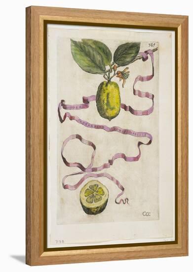 Idem Aurantium Limonis Effigle, from Hesperides, 1646-Giovanni Battista Ferrari-Framed Premier Image Canvas