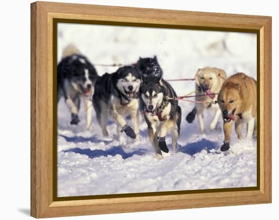 Iditarod Dog Sled Racing through Streets of Anchorage, Alaska, USA-Paul Souders-Framed Premier Image Canvas