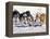 Iditarod Dog Sled Racing through Streets of Anchorage, Alaska, USA-Paul Souders-Framed Premier Image Canvas