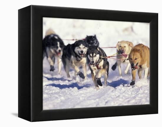 Iditarod Dog Sled Racing through Streets of Anchorage, Alaska, USA-Paul Souders-Framed Premier Image Canvas