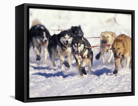 Iditarod Dog Sled Racing through Streets of Anchorage, Alaska, USA-Paul Souders-Framed Premier Image Canvas