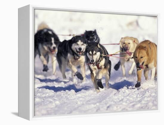 Iditarod Dog Sled Racing through Streets of Anchorage, Alaska, USA-Paul Souders-Framed Premier Image Canvas