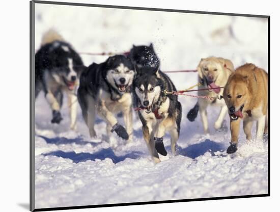 Iditarod Dog Sled Racing through Streets of Anchorage, Alaska, USA-Paul Souders-Mounted Photographic Print