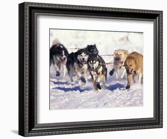 Iditarod Dog Sled Racing through Streets of Anchorage, Alaska, USA-Paul Souders-Framed Photographic Print