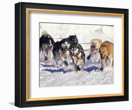 Iditarod Dog Sled Racing through Streets of Anchorage, Alaska, USA-Paul Souders-Framed Photographic Print