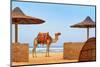 Idyllic Beach with Camel and Sun Umbrelas, Red Sea, Egypt-Tunatura-Mounted Photographic Print