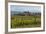 Idyllic Vineyard in La Rioja, Spain, Europe-Martin Child-Framed Photographic Print