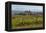 Idyllic Vineyard in La Rioja, Spain, Europe-Martin Child-Framed Premier Image Canvas