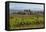 Idyllic Vineyard in La Rioja, Spain, Europe-Martin Child-Framed Premier Image Canvas