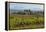 Idyllic Vineyard in La Rioja, Spain, Europe-Martin Child-Framed Premier Image Canvas