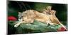 If You Were A Lion Cub-Nancy Tillman-Mounted Art Print