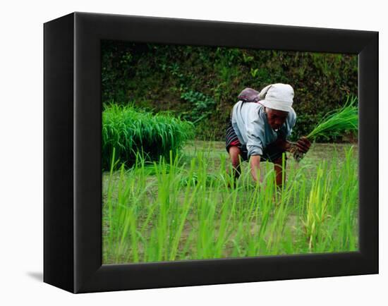 Ifugao Women Transplanting Rice, Banaue, Philippines-Richard I'Anson-Framed Premier Image Canvas