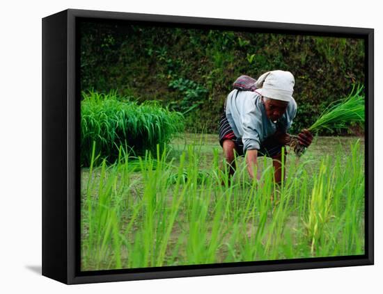 Ifugao Women Transplanting Rice, Banaue, Philippines-Richard I'Anson-Framed Premier Image Canvas