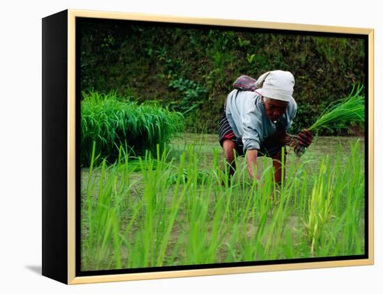 Ifugao Women Transplanting Rice, Banaue, Philippines-Richard I'Anson-Framed Premier Image Canvas