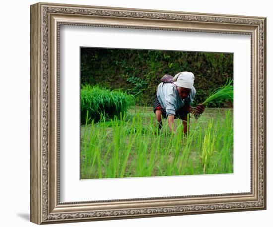 Ifugao Women Transplanting Rice, Banaue, Philippines-Richard I'Anson-Framed Photographic Print