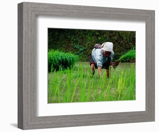 Ifugao Women Transplanting Rice, Banaue, Philippines-Richard I'Anson-Framed Photographic Print