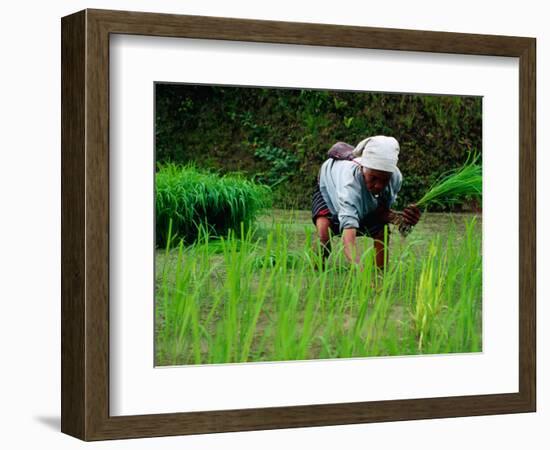 Ifugao Women Transplanting Rice, Banaue, Philippines-Richard I'Anson-Framed Photographic Print