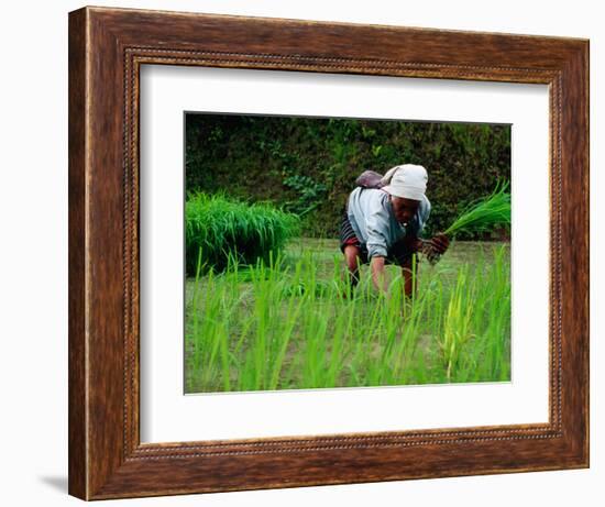 Ifugao Women Transplanting Rice, Banaue, Philippines-Richard I'Anson-Framed Photographic Print